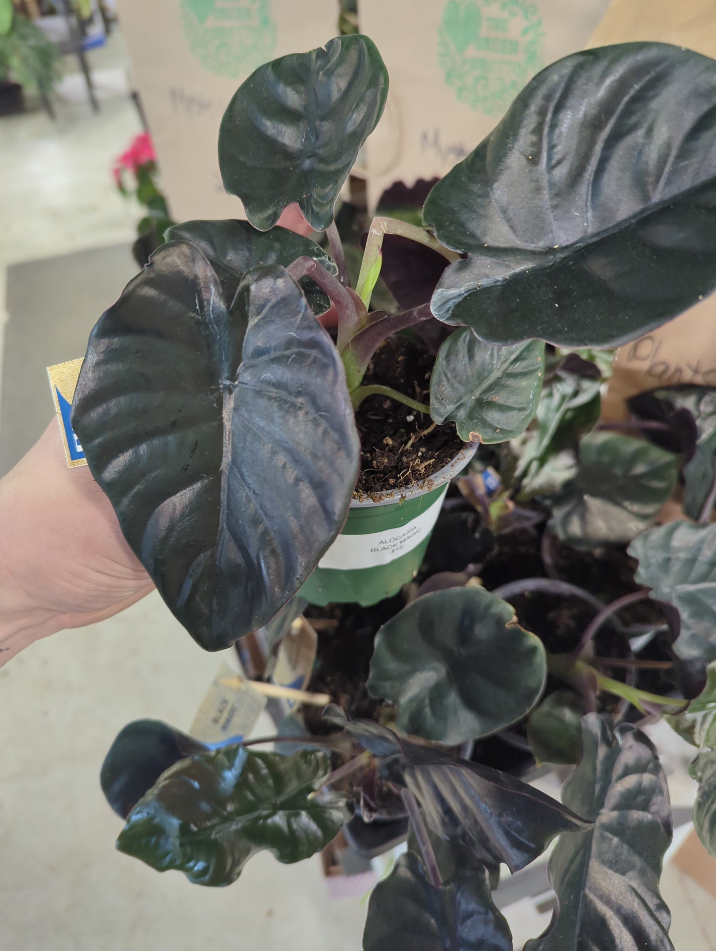 Alocasia Black Magic