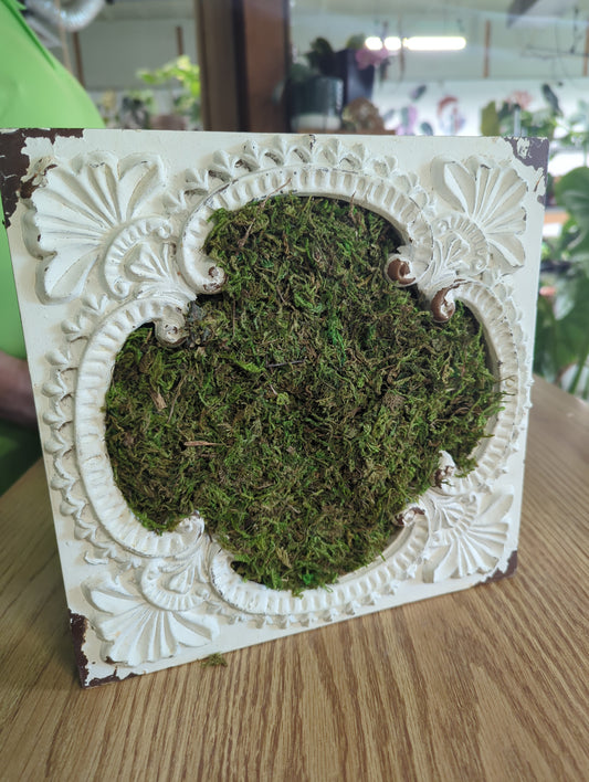 ANTIQUE WHITE SQUARE MOSS FRAME - 10" X 10" X 2"
