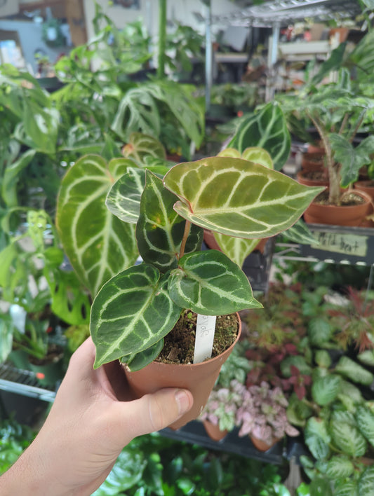 Anthurium Dorayaki