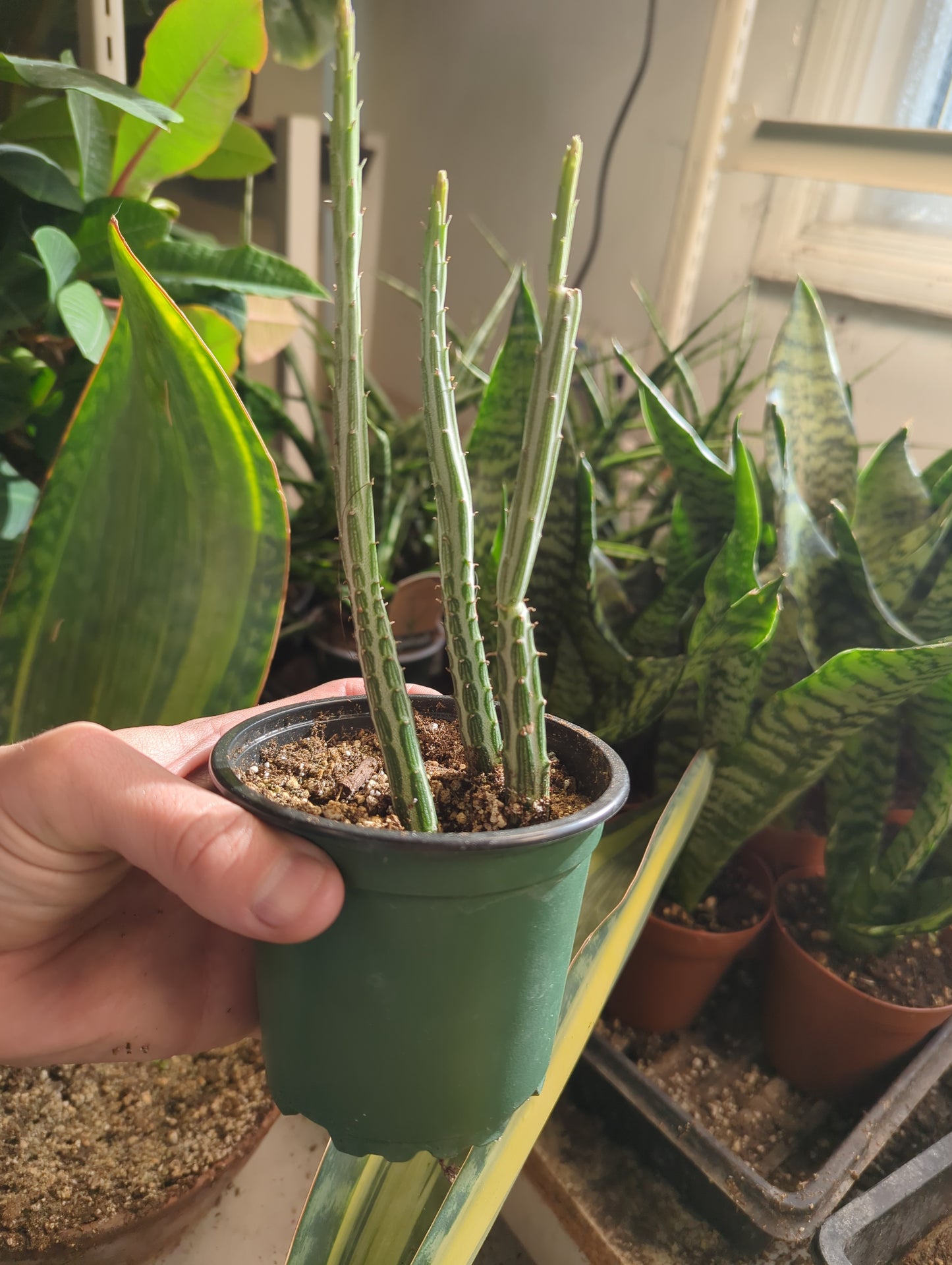 Pickle Cactus Senecio Stapeliiformis