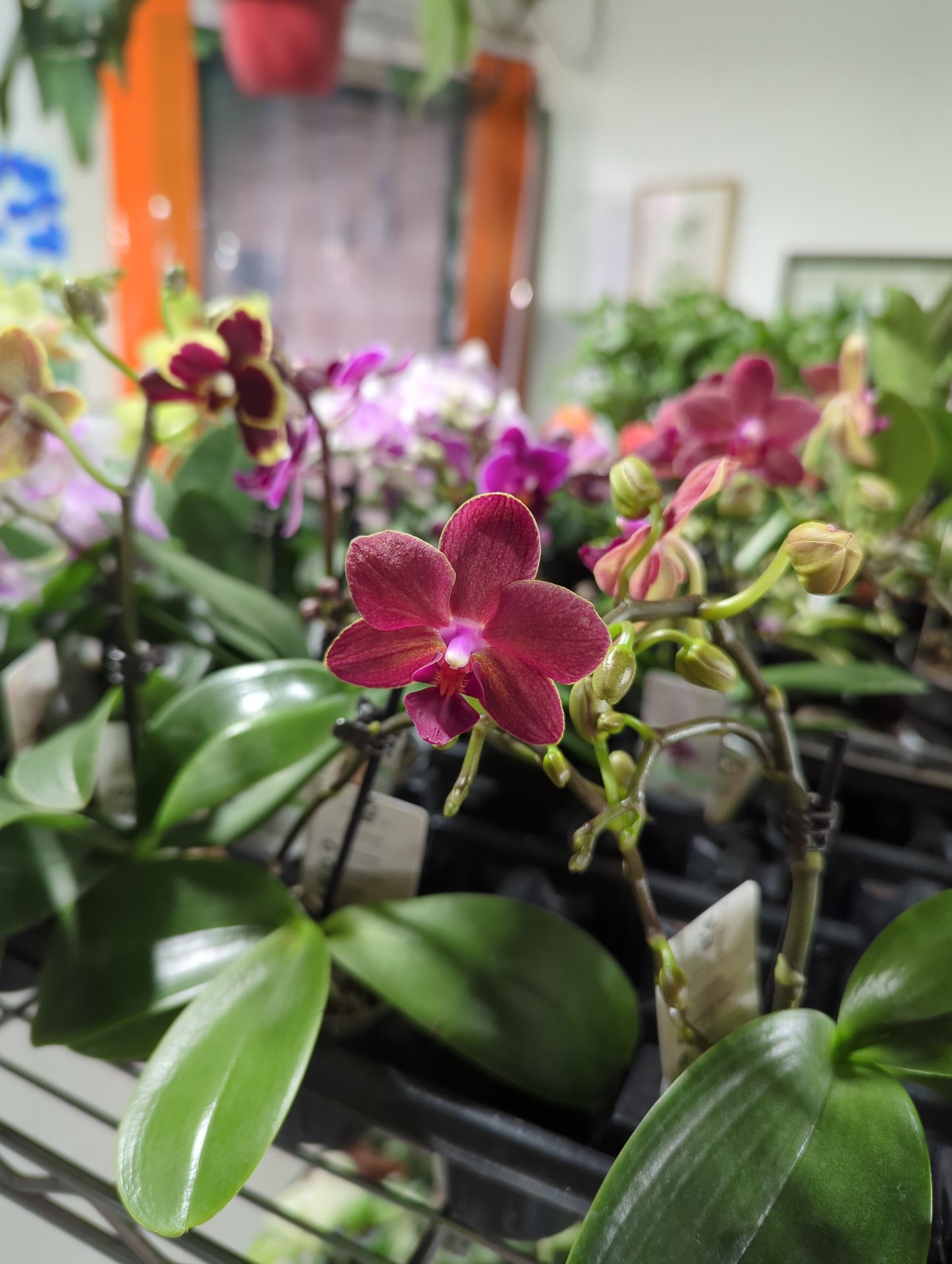 Mini Orchids 2.5"