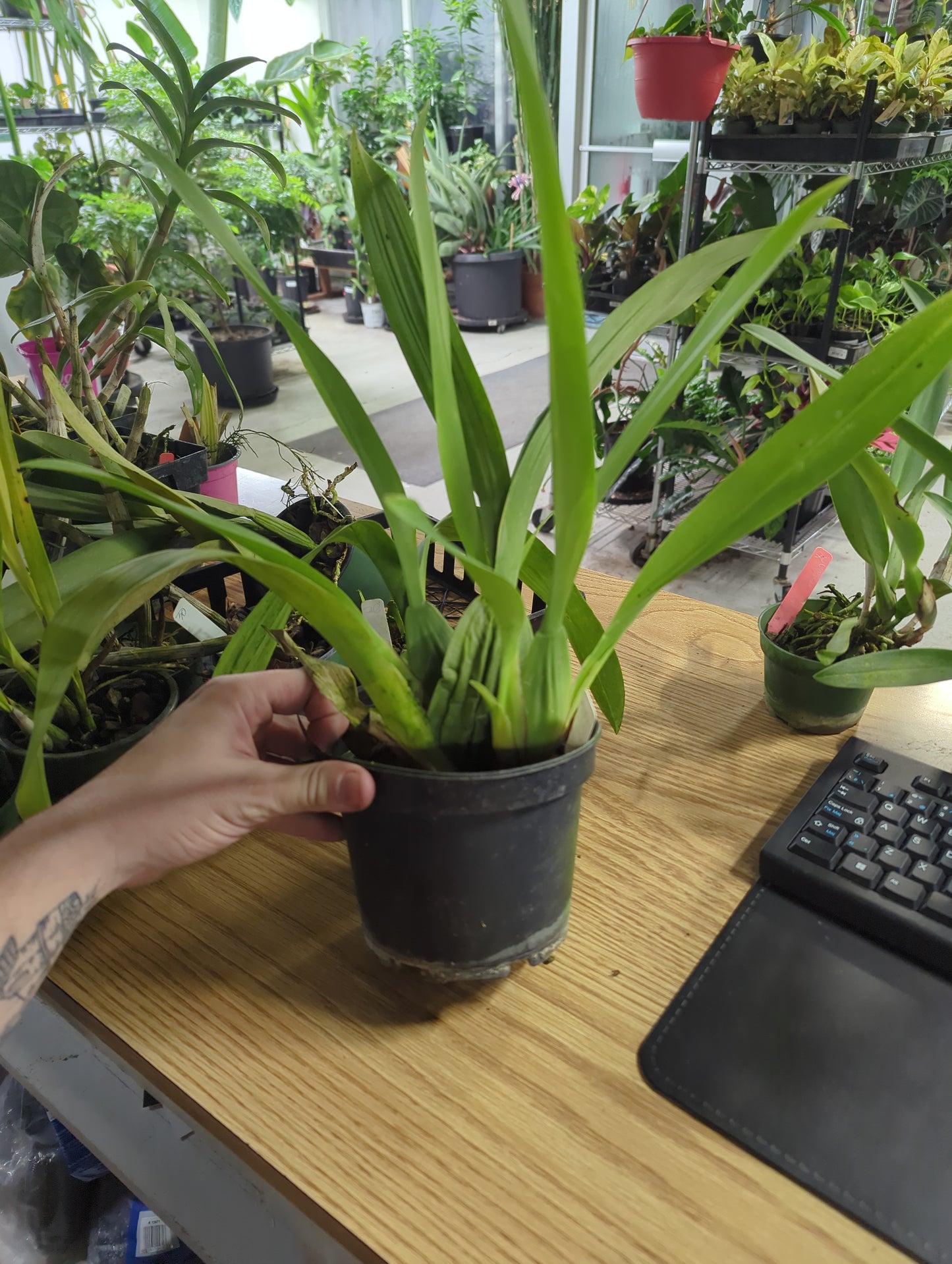 ONCIDIUM SHERRY BABY RUBY DOLL