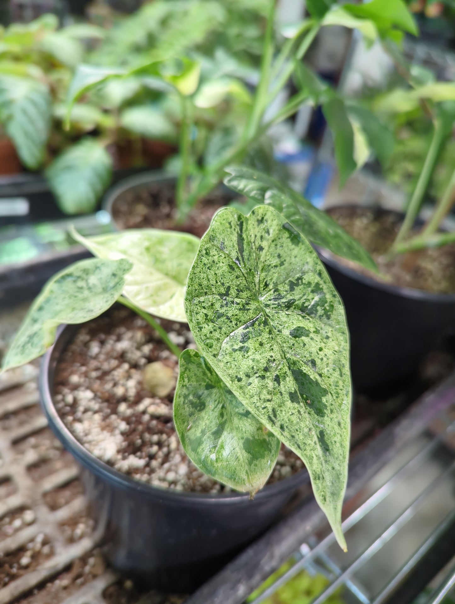 4” Alocasia Dragon Scale Mint Variegated