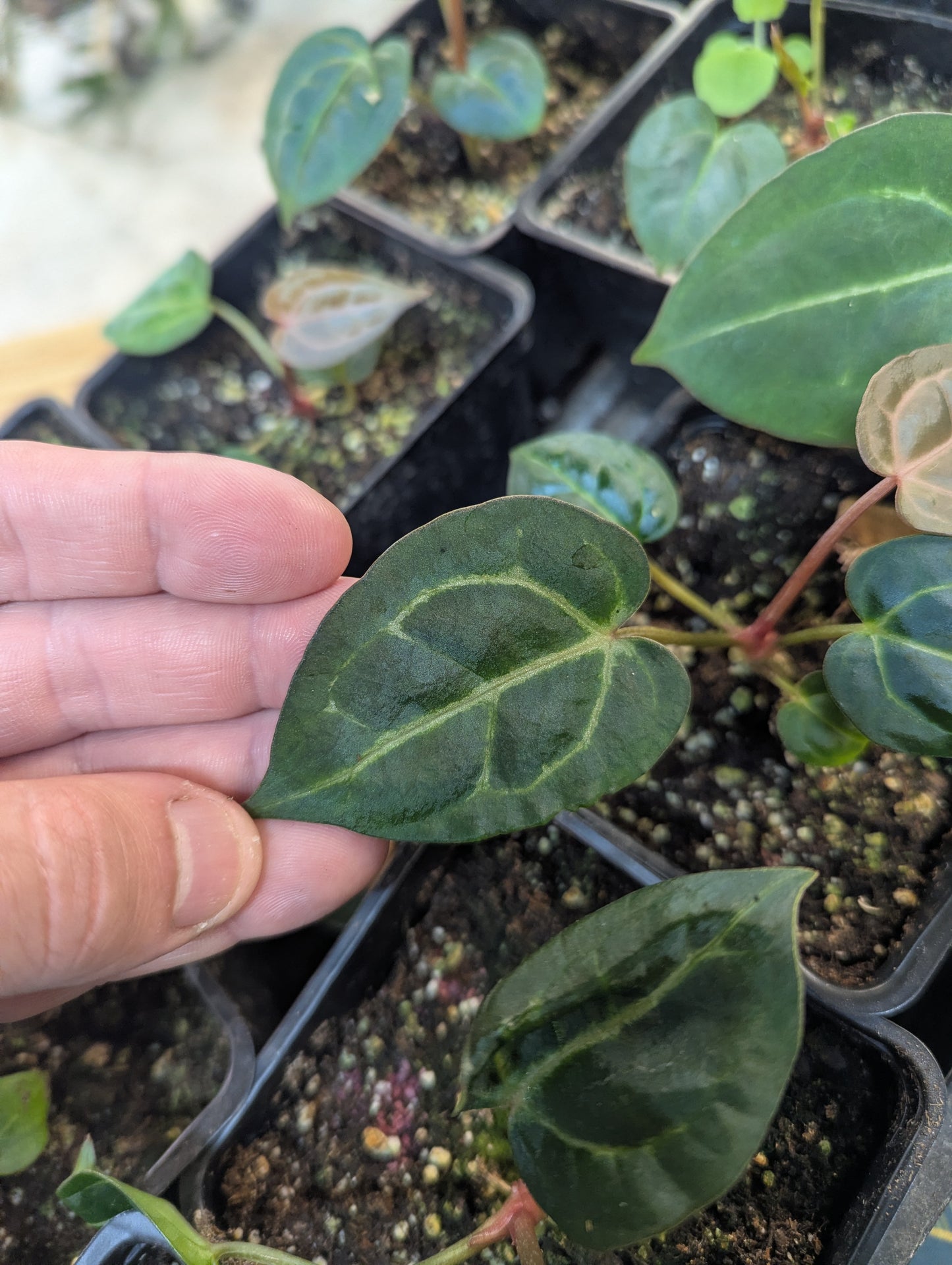 Anthurium Carlablackiae x Red Crystallinium