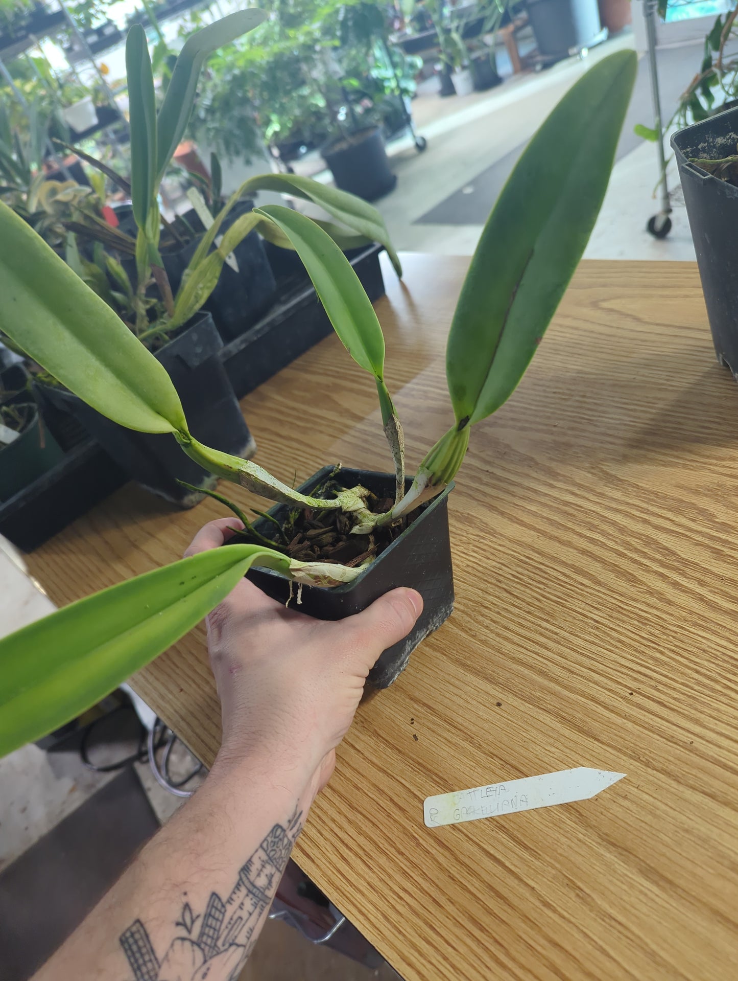 Cattleya Gaskelliana