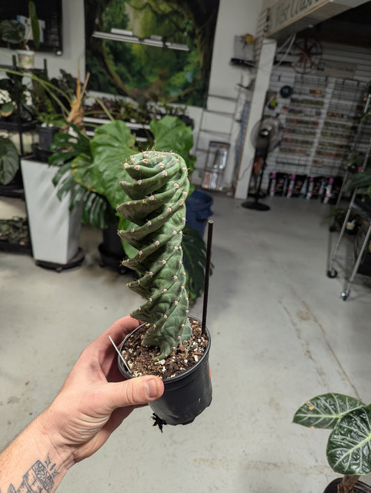 Spiral Cactus (Cereus forbesii spiralis)