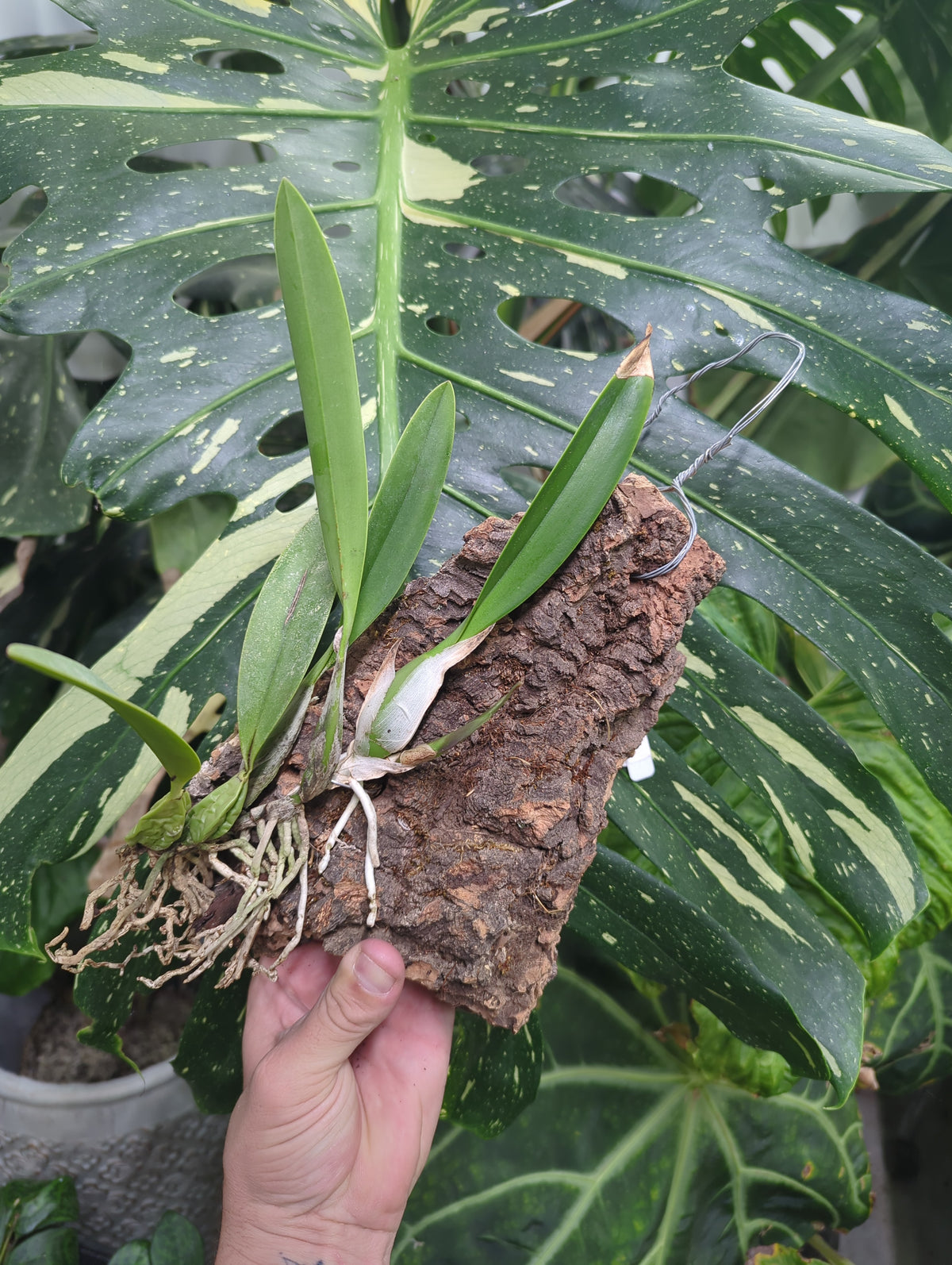 Laelia Anceps mounted on cork