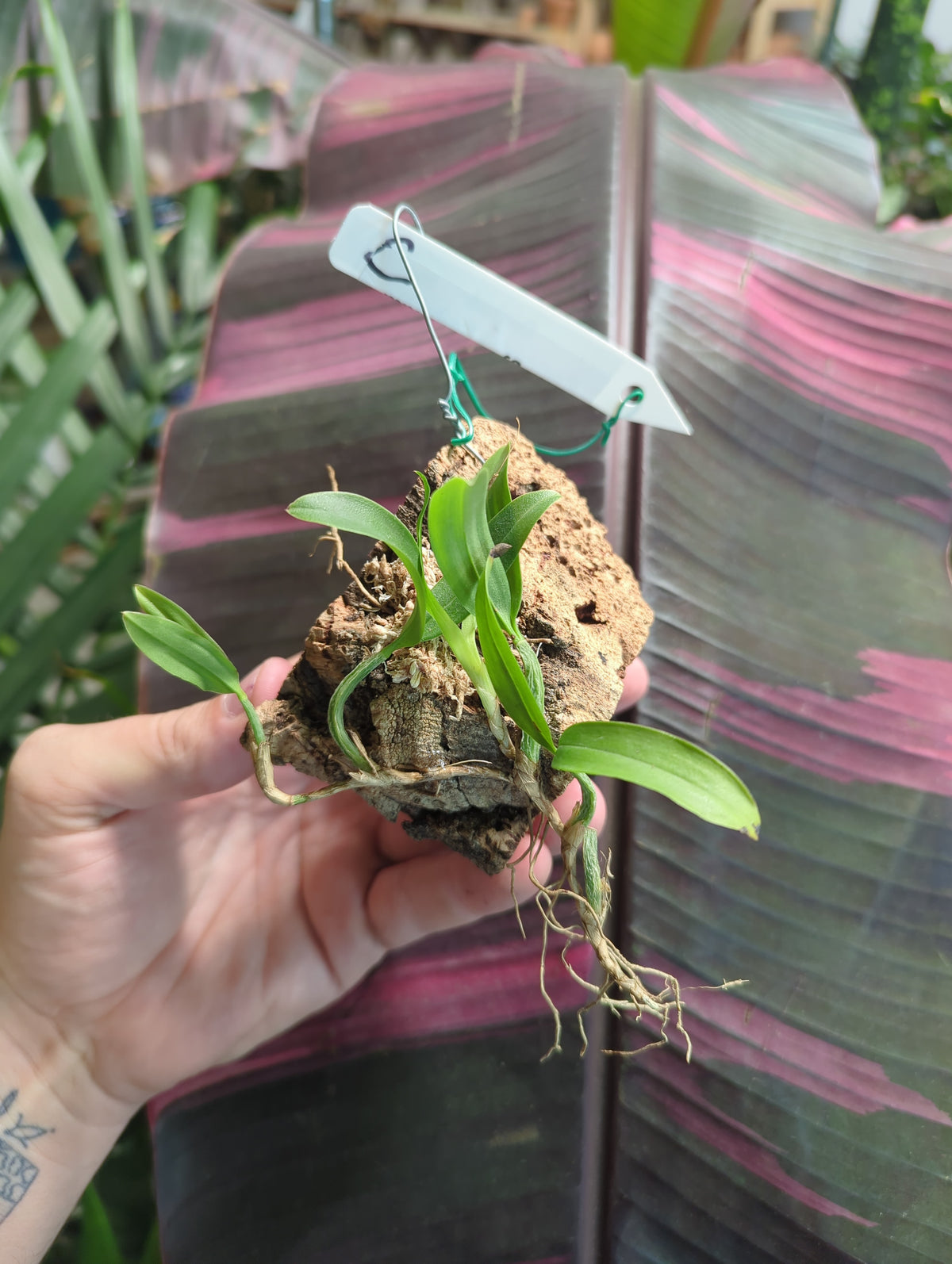 Coelogyne Fimbriata mounted orchids