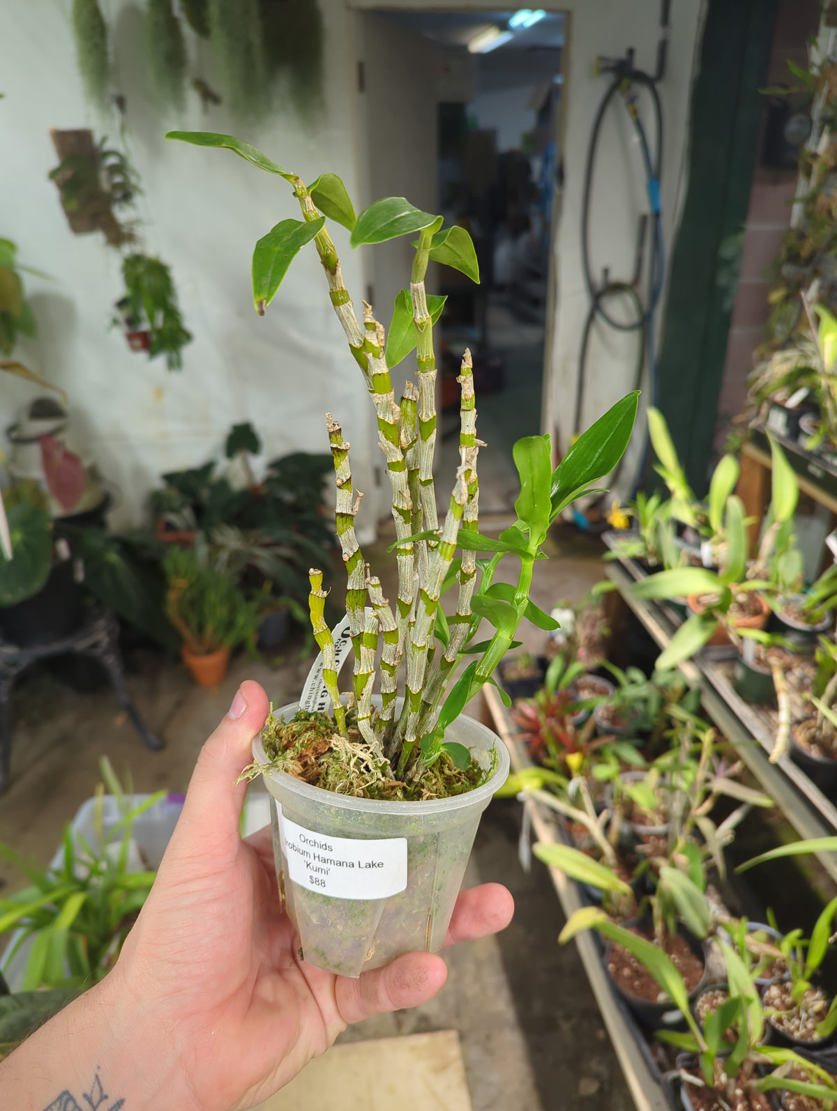 Dendrobium Orchid Hamana Lake 'Kumi'