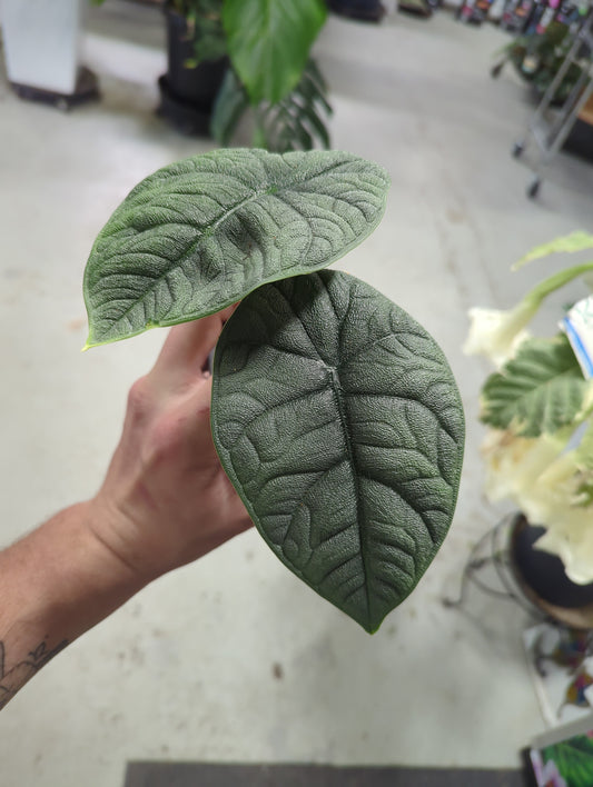 ALOCASIA  MELO