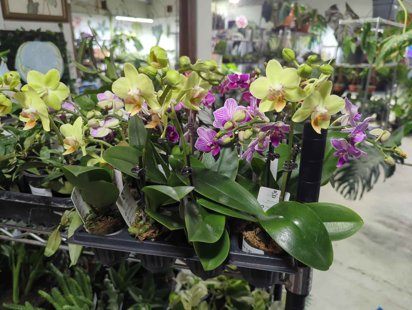 Mini Orchids 2.5"