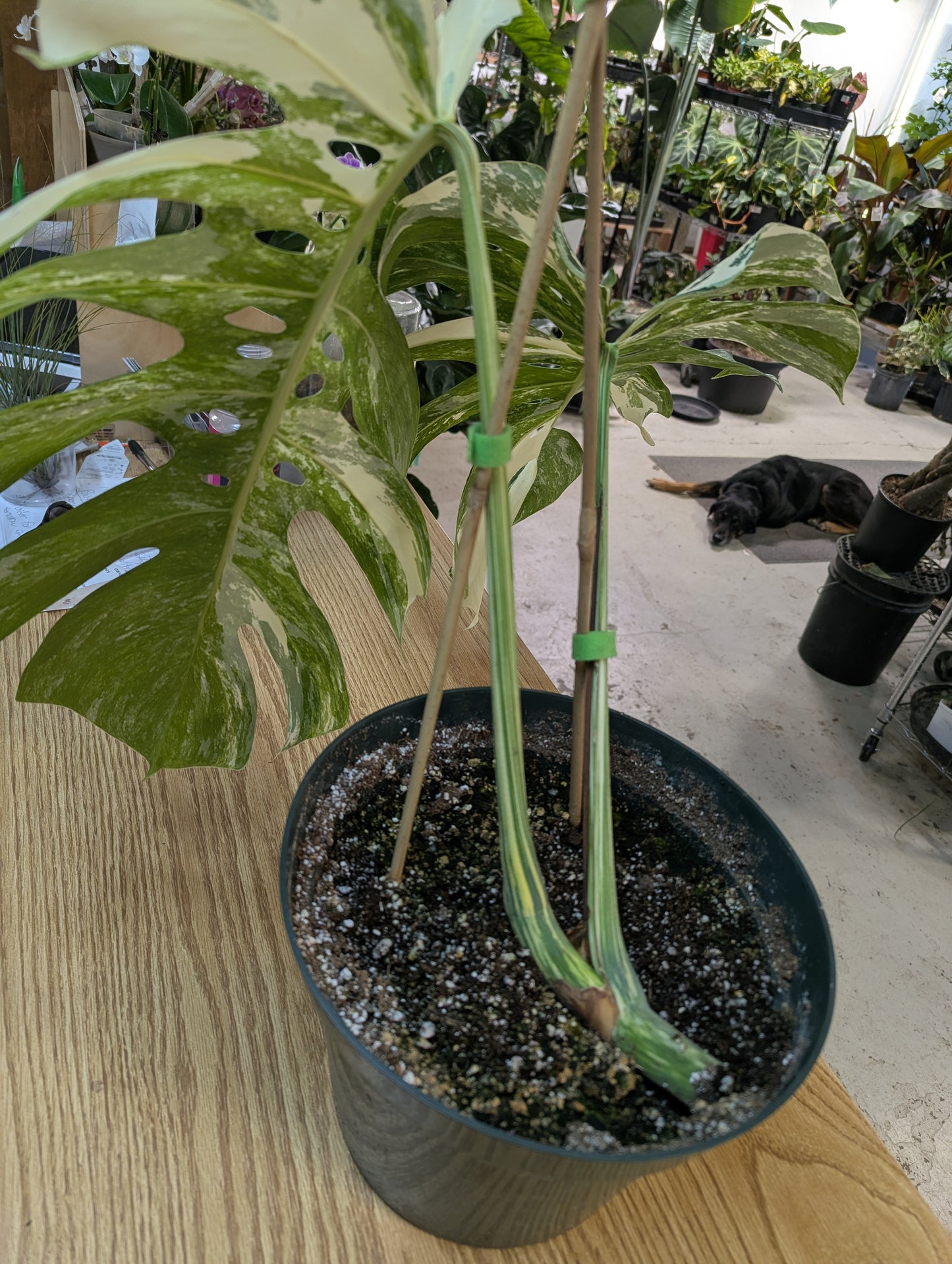 Monstera Borsigna Albo
