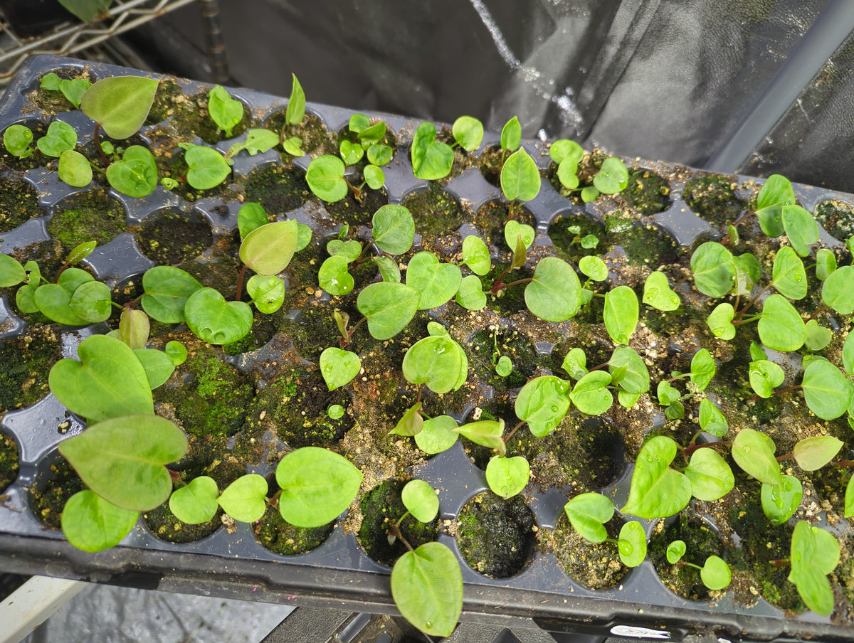 (Waroquenum x Papillilaminum) x (AOS X BVEP) seedlings