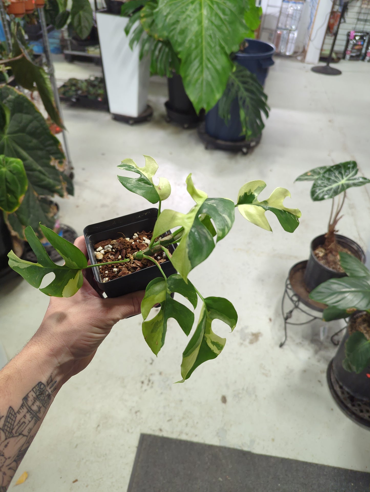 Variegated Mini Monstera Rhaphidophora Tetrasperma