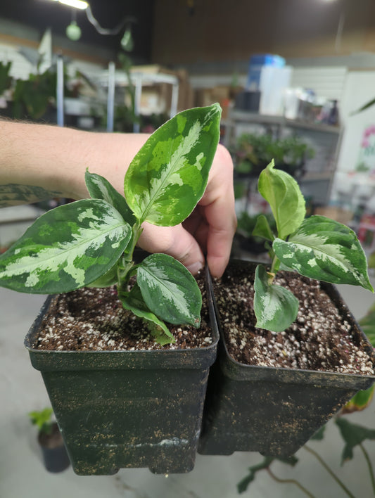 Aglaonema Pictum Tricolour
