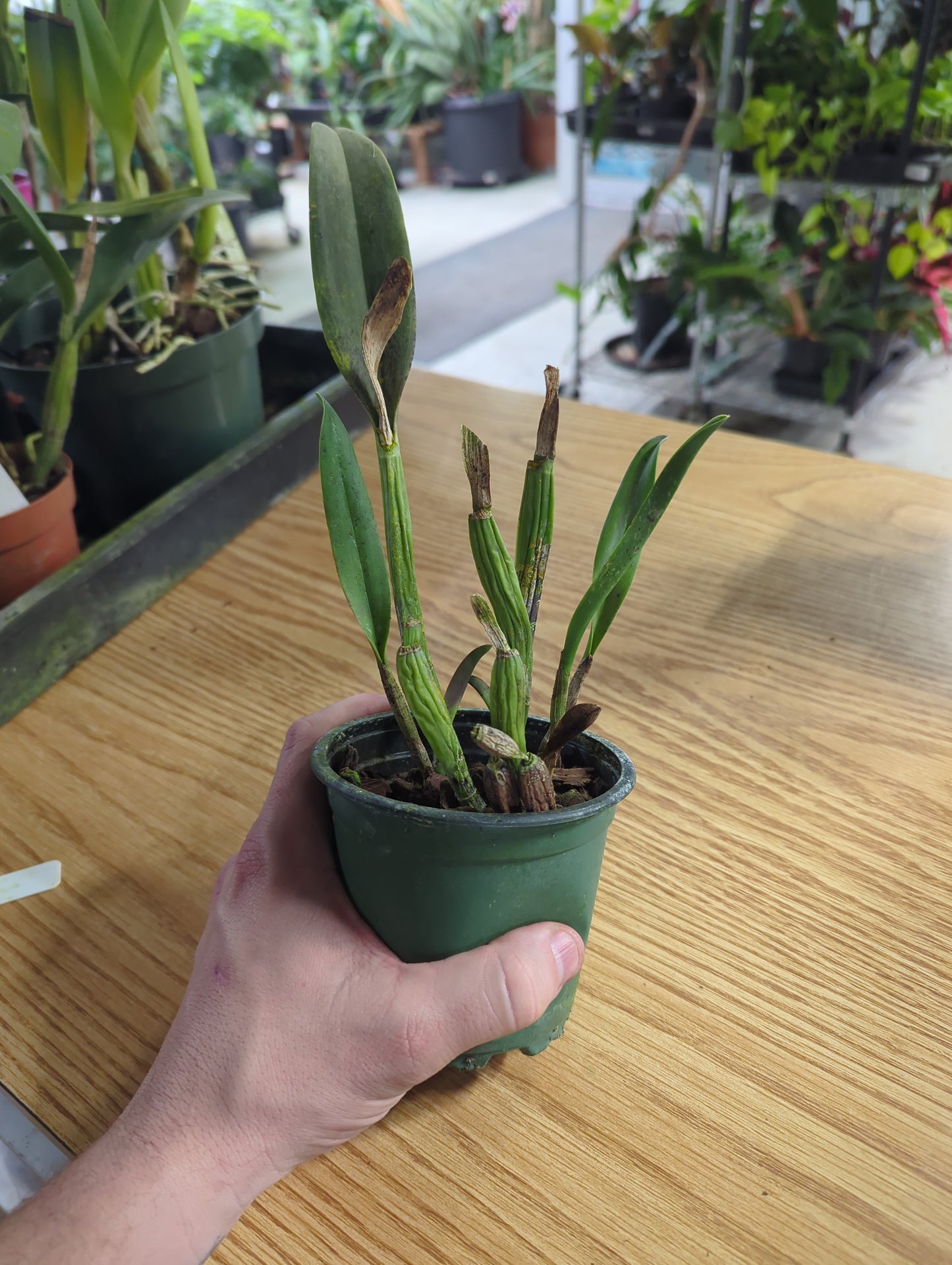 Cattleya Unknown Hybrid