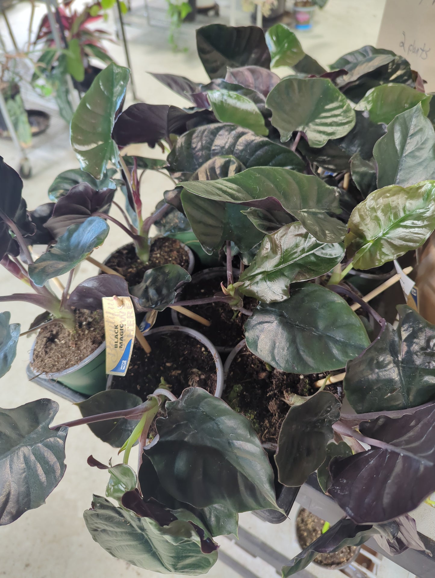 Alocasia Black Magic