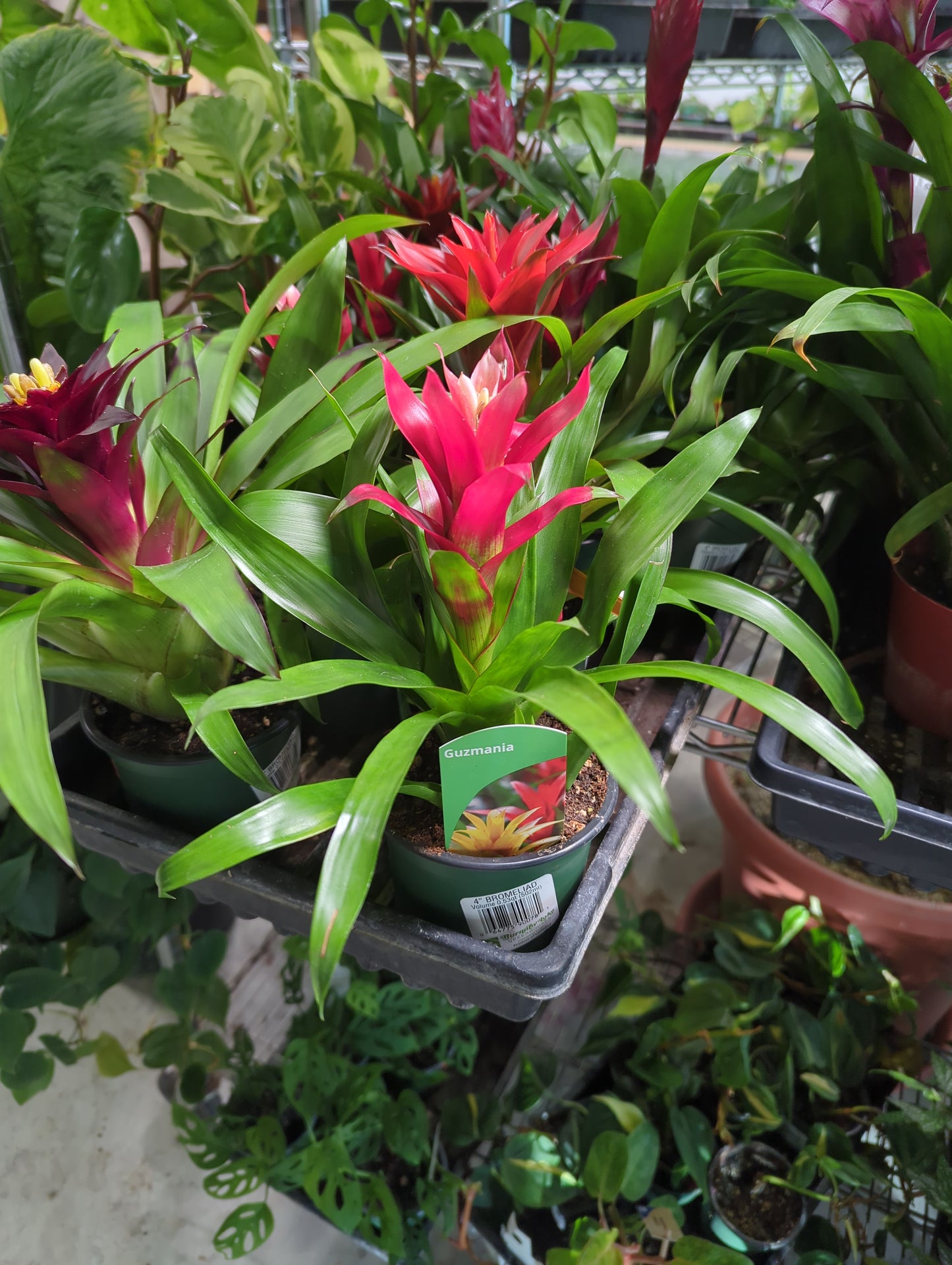 Bromeliad 4 inch