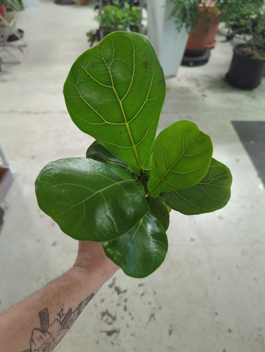 FIDDLE FIG