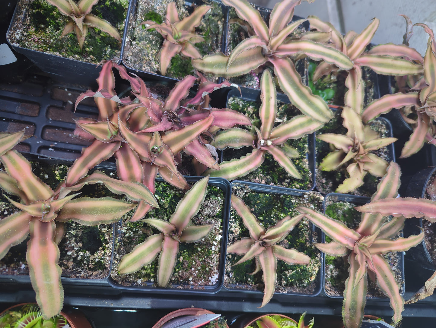 Cryptanthus earth star
