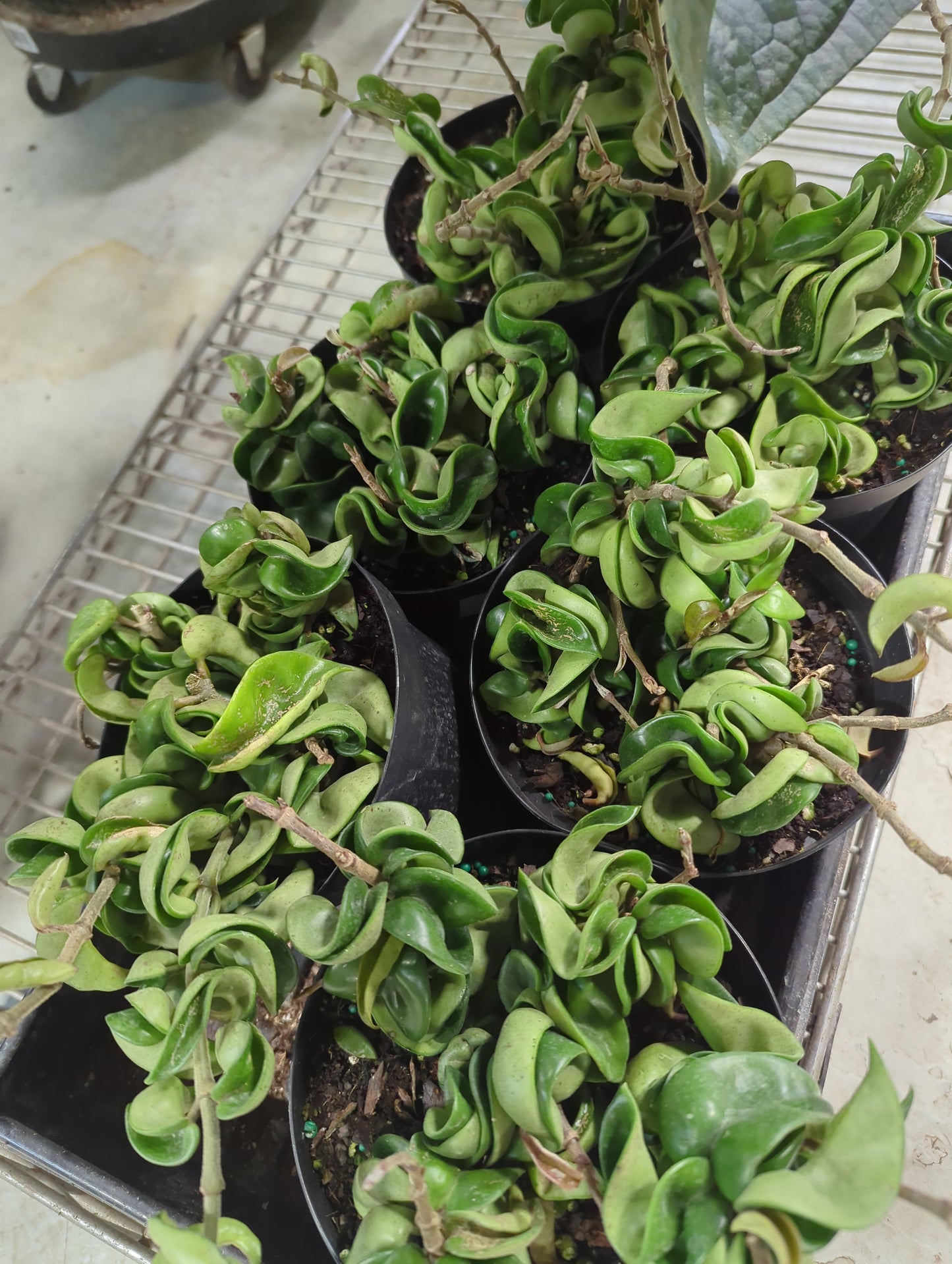 Hoya Compacta Hindu Rope 6"