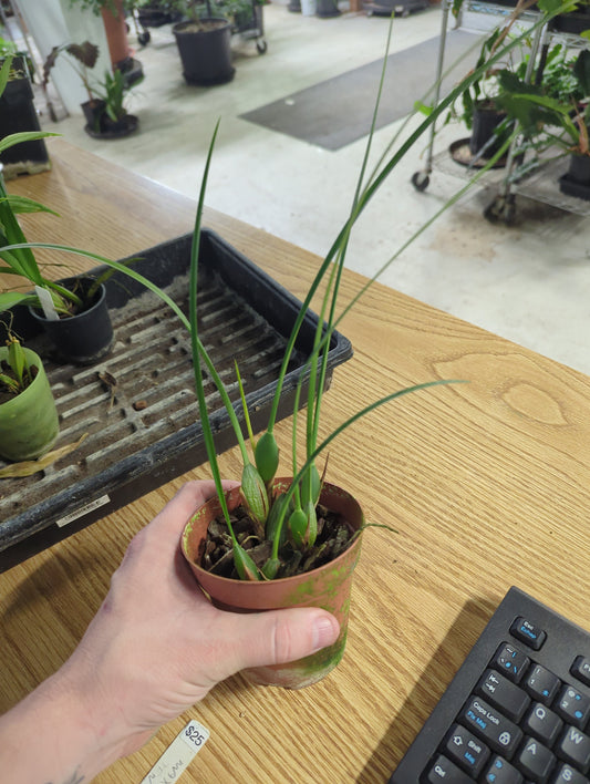 Maxillaria tenuifolia