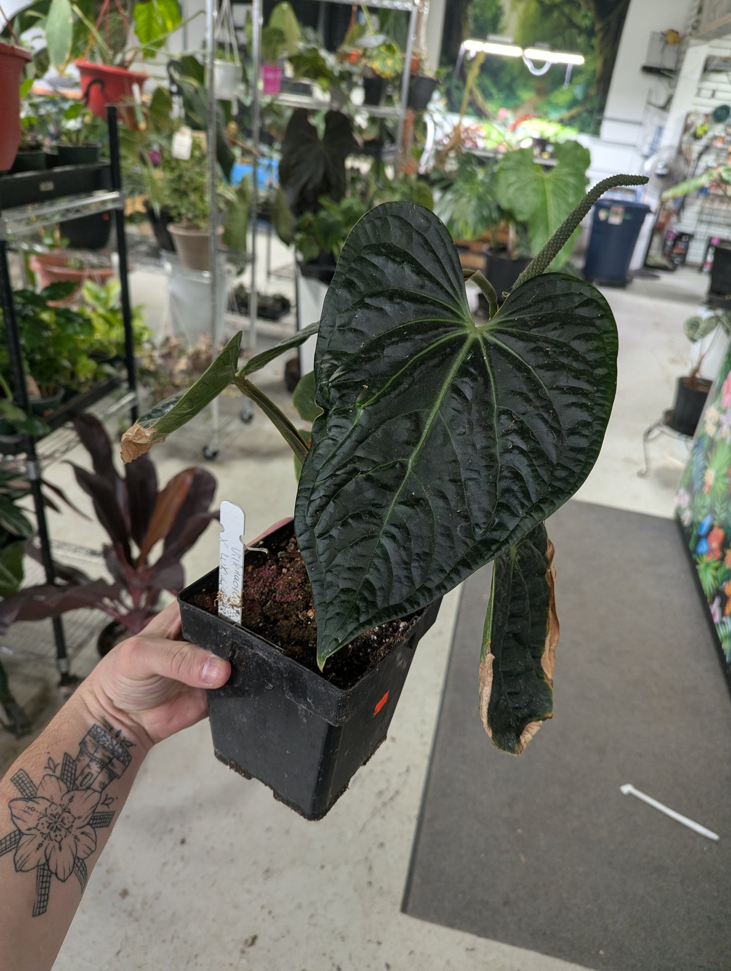 6 inch  Ant.Villenaorum  x  Luxurirans