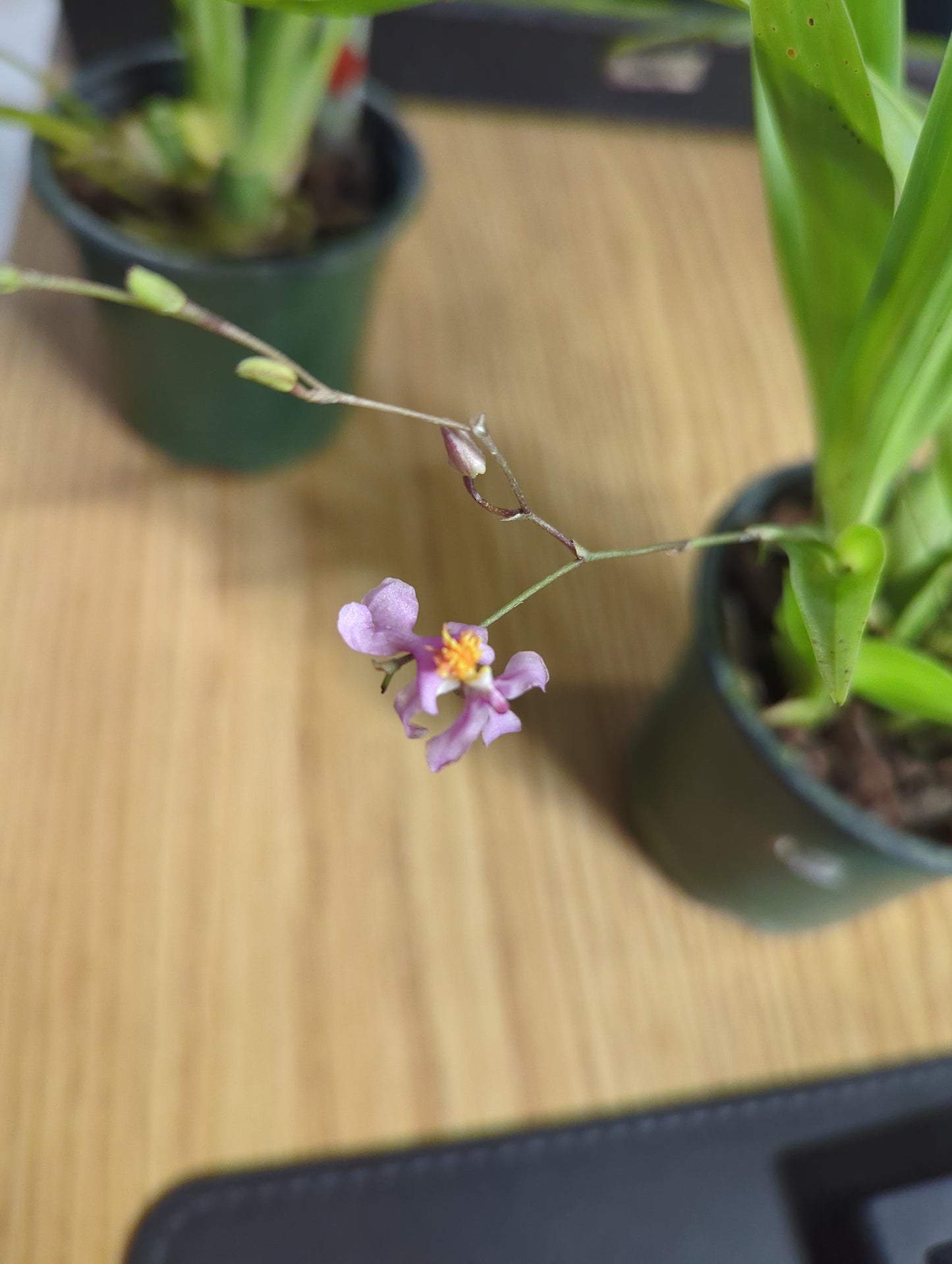 Oncidium sotoanum