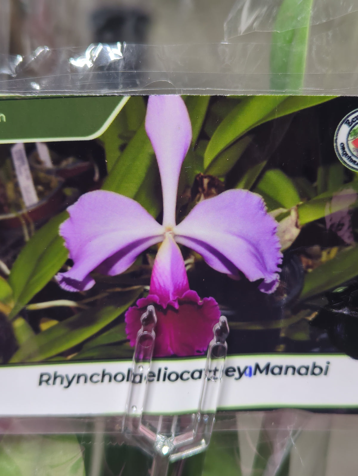 Rhynocholaeliocattleya Manabi