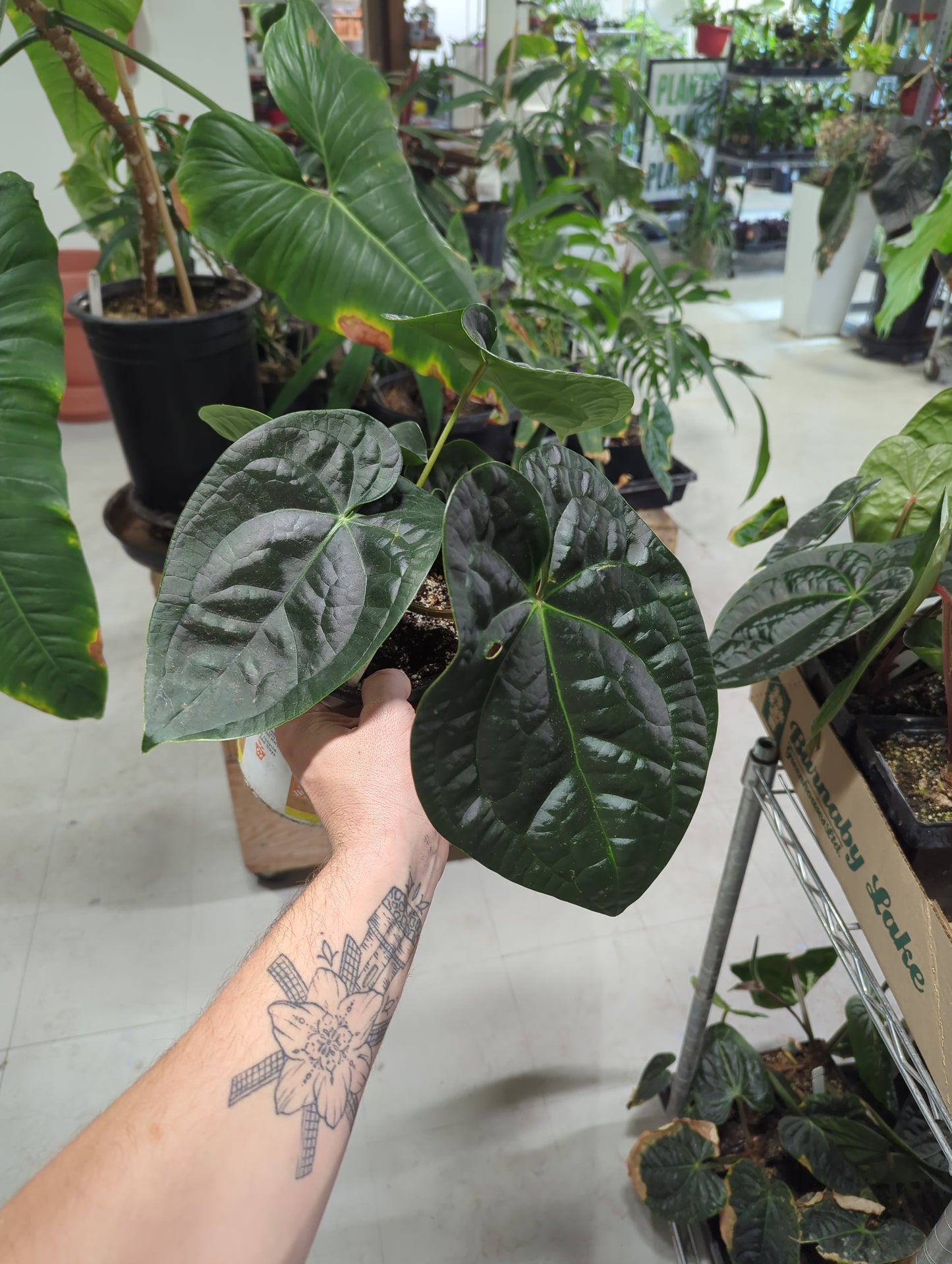 6 inch Ant. Forgetii X Ant. Luxurians