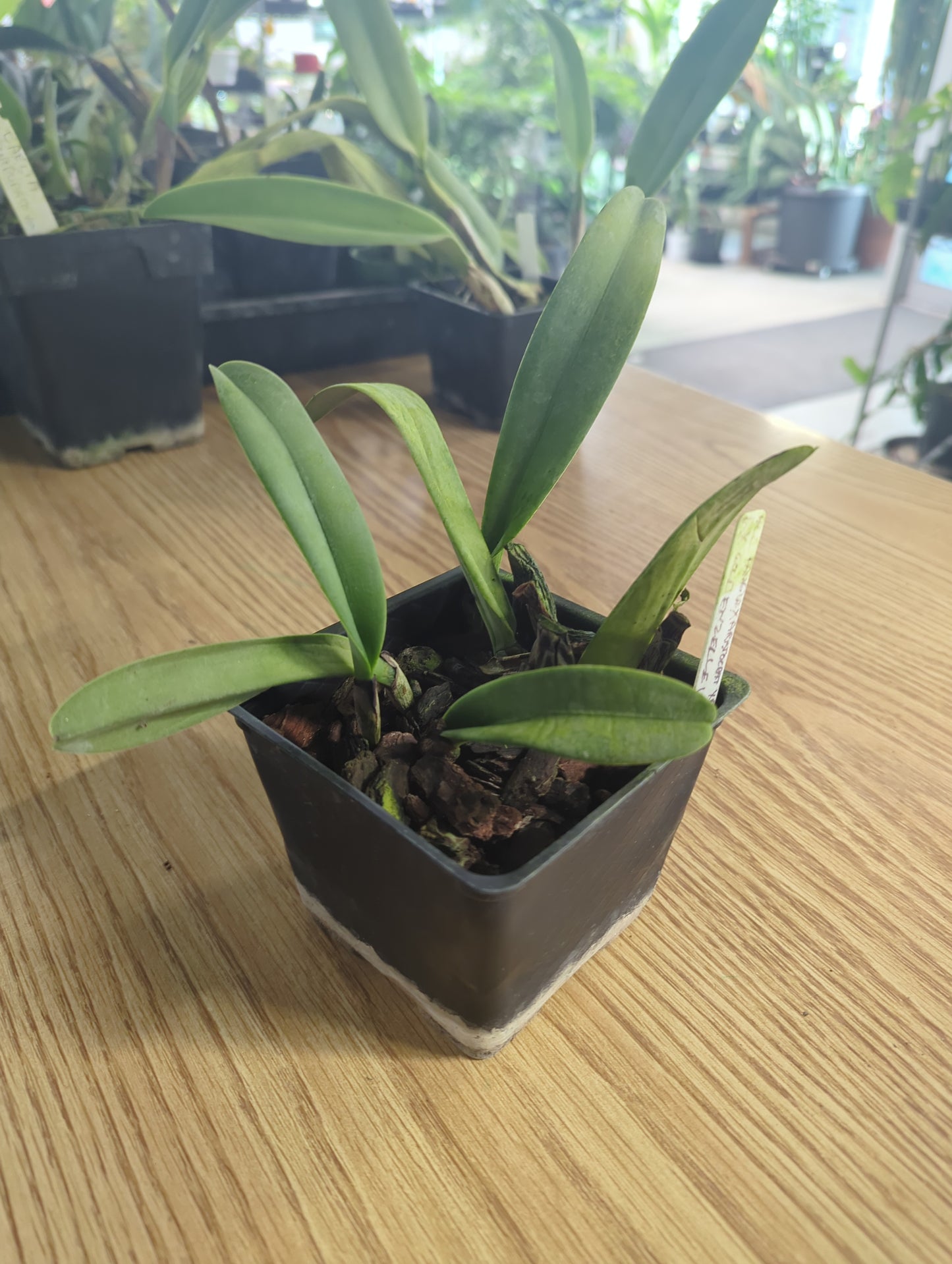 Blc. Goldenzelle 'Lemon Chiffon' AM/AOS
