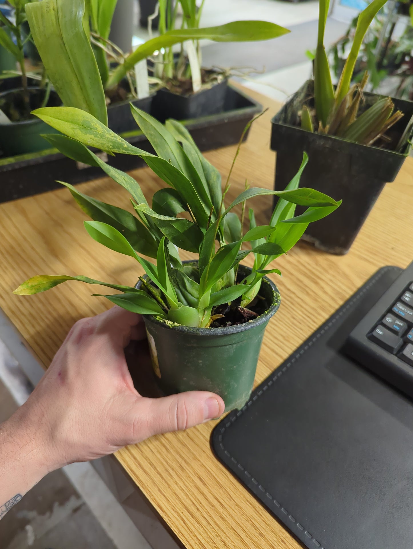 Oncidium Twinkle 'Yellow Fantasy'