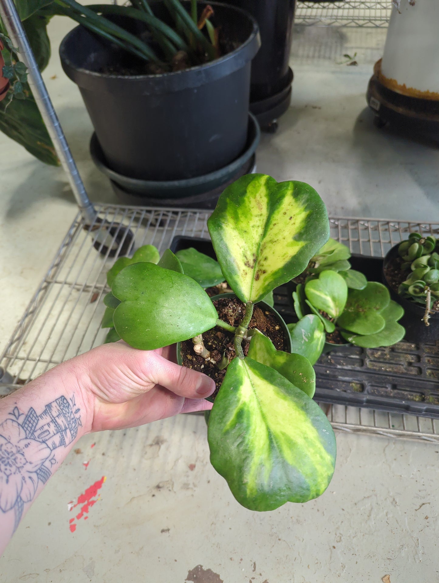 Hoya Kerri Vari Vine