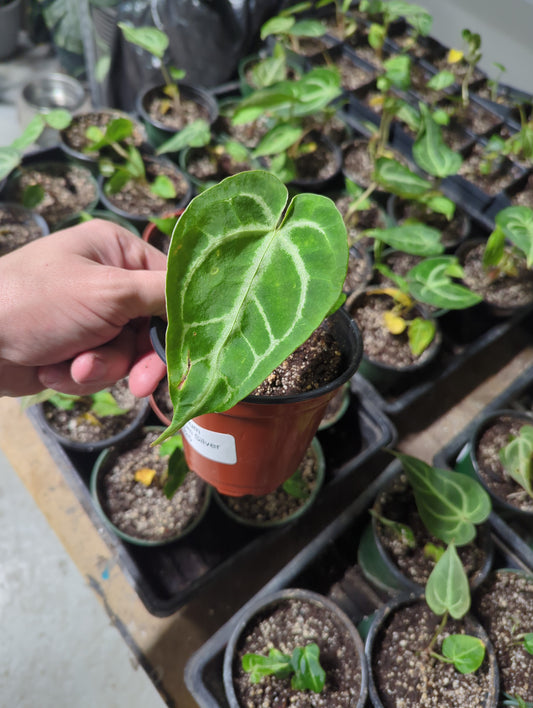 Anthurium Magnificum Silver