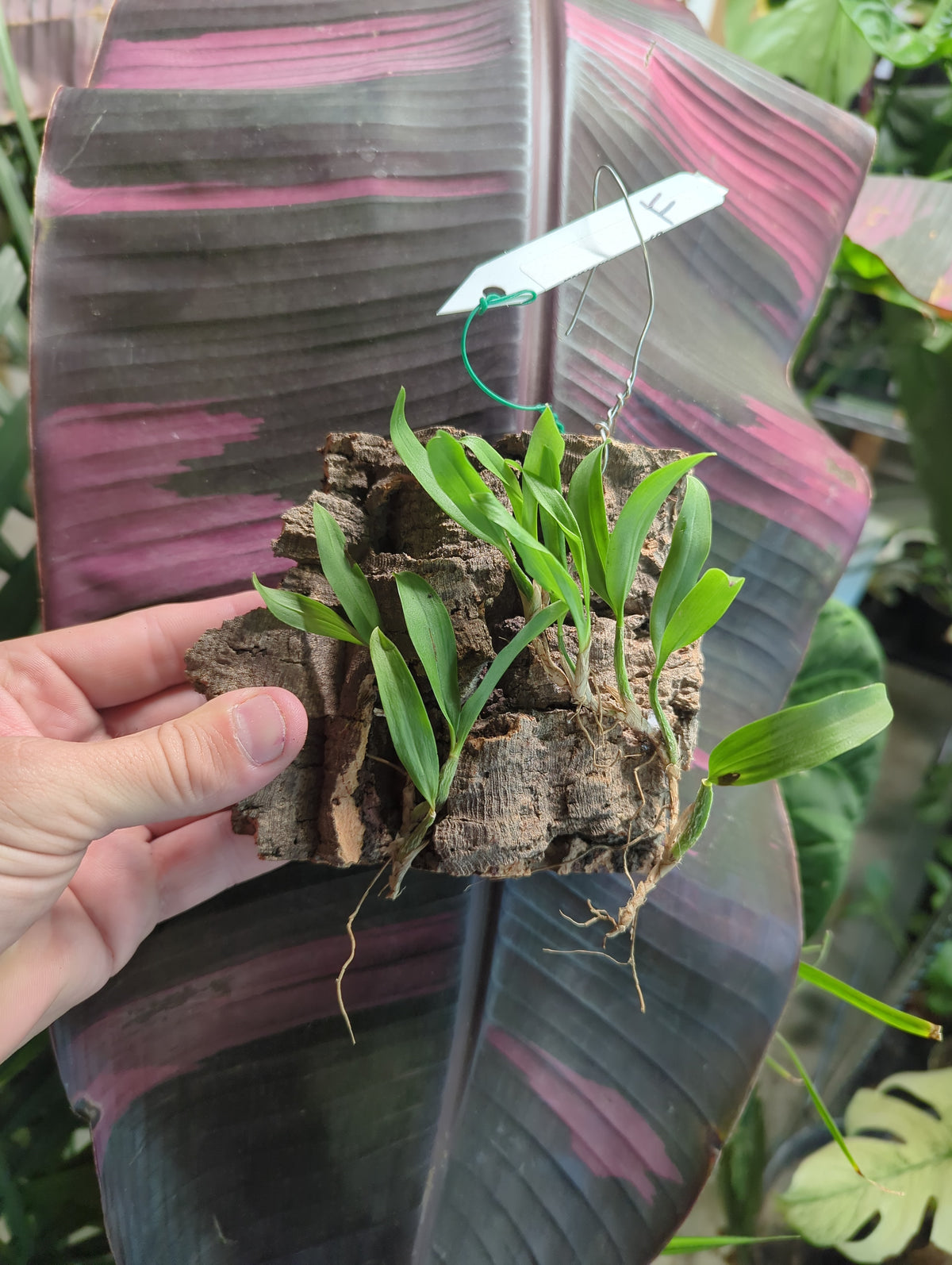 Coelogyne Fimbriata mounted orchids