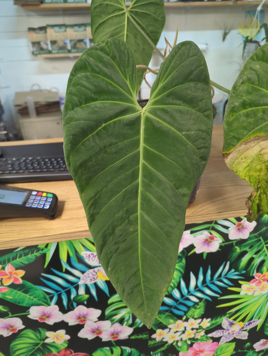 ANTHURIUM CIRINOI VELVET