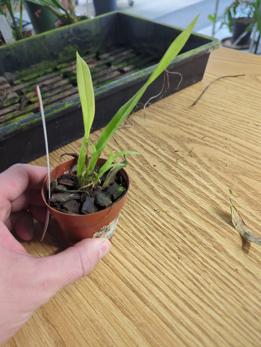 Cischweinfia rostrata