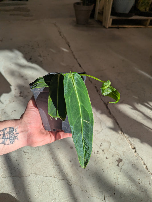 ANTHURIUM WAROQUEANUM SEEDLING