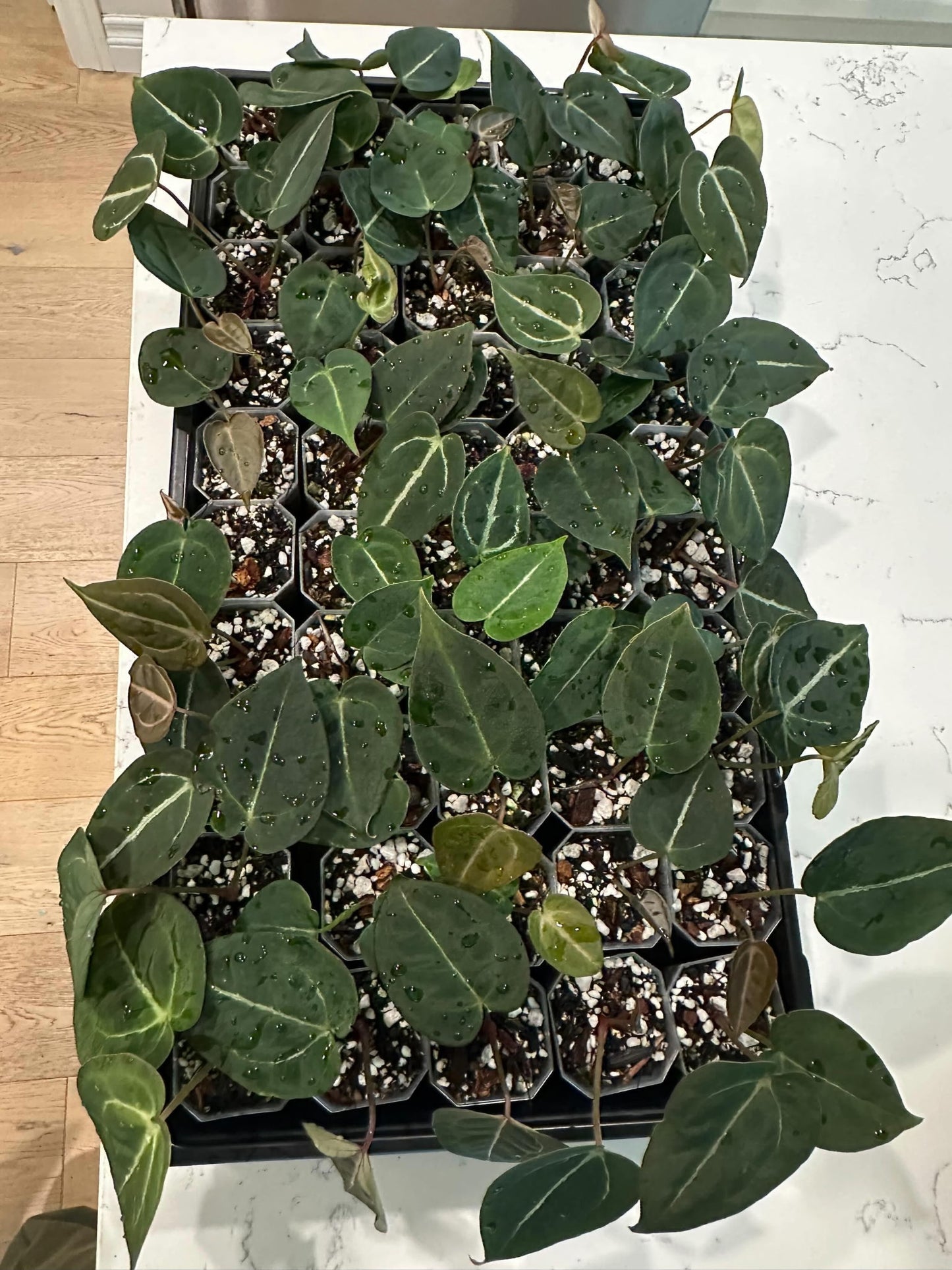 Anthurium (Zxm x Dorito Port) x  NOID Forgetii