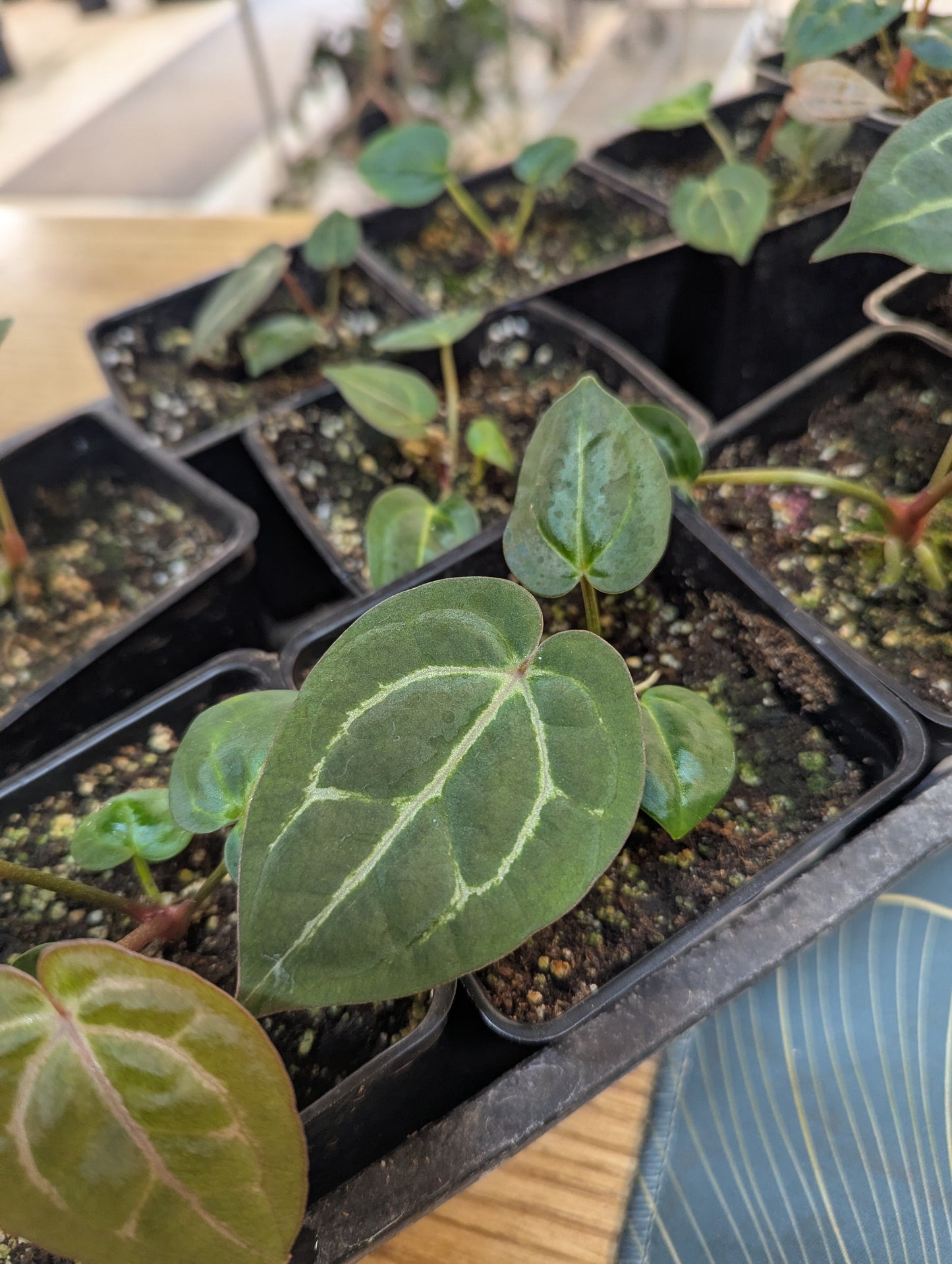 Anthurium Carlablackiae x Red Crystallinium