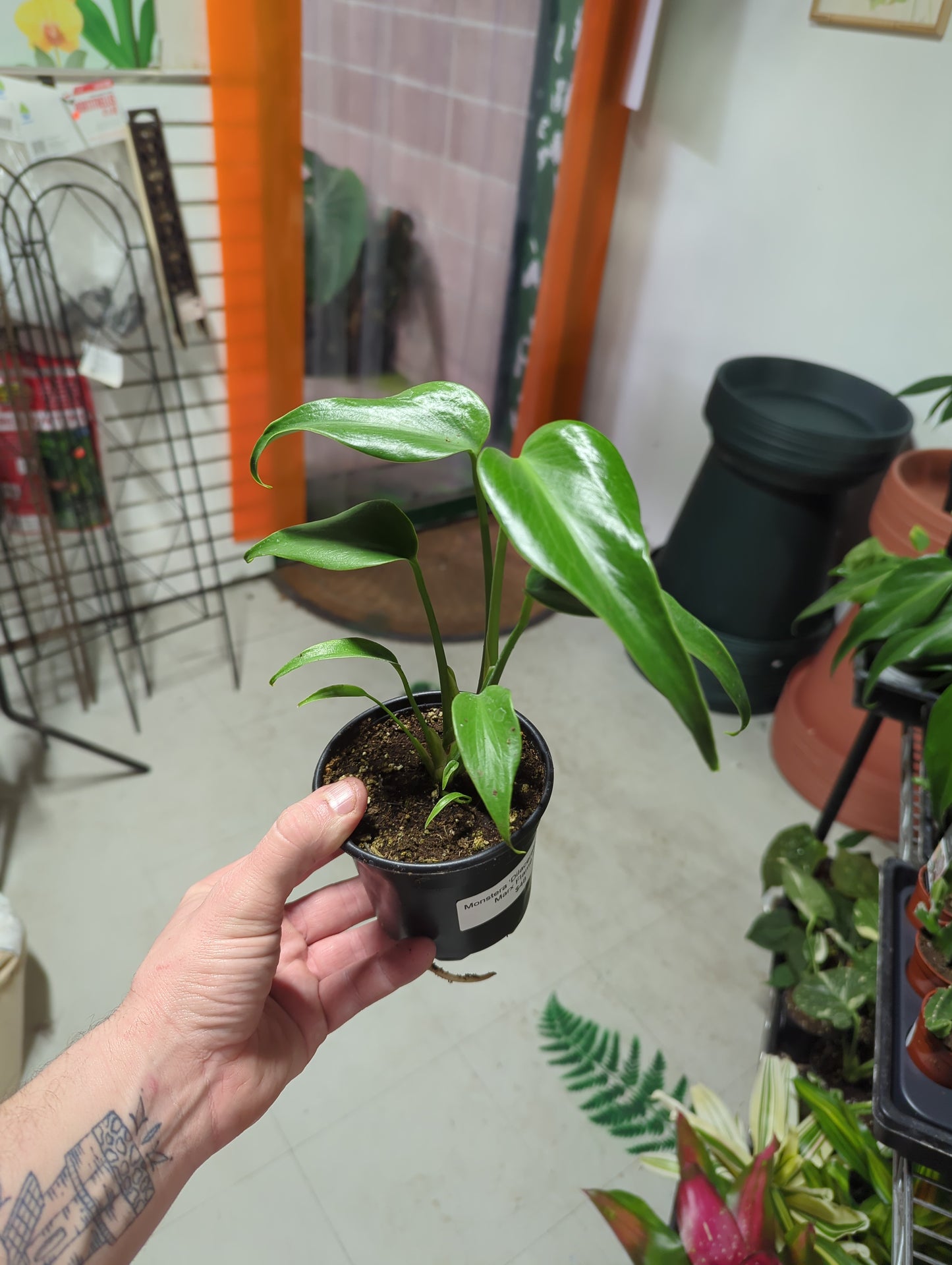 Monstera 'Dilacerata' Burle Marx Flame 4"
