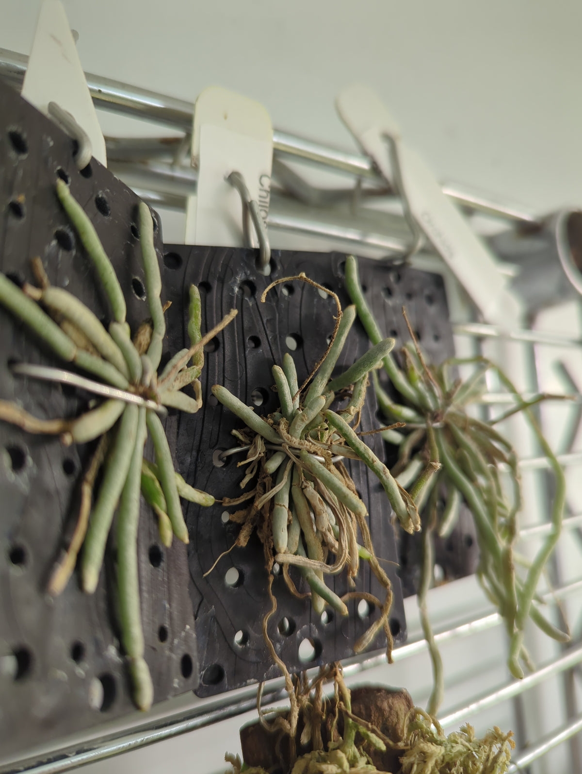 Chiloschista Lunifera (ghost orchid)