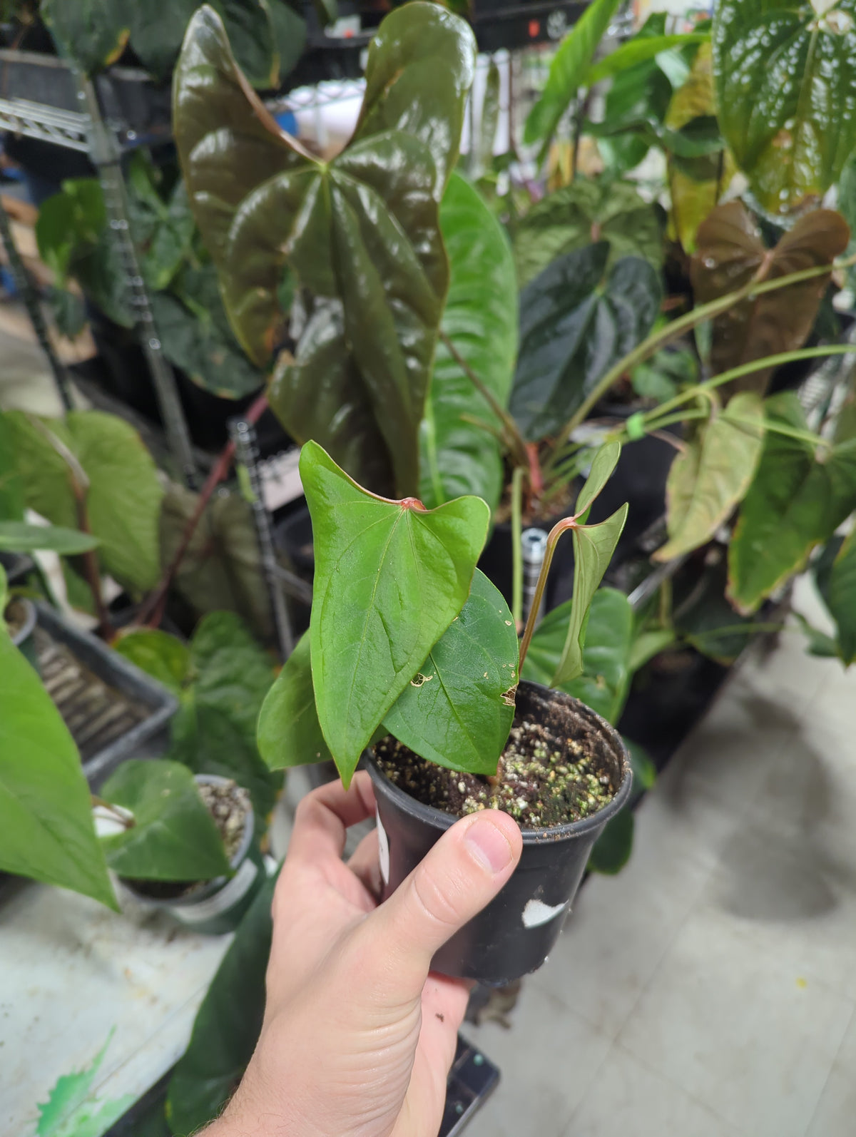 Anthurium SP Haunuco Dark Velvet