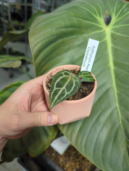 Anthurium Red Crystallinium