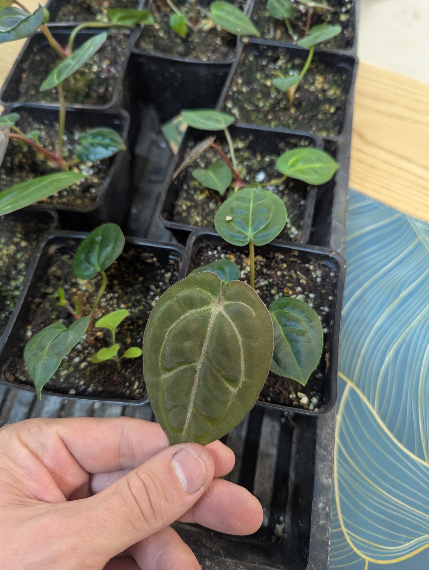 Anthurium Carlablackiae x Red Crystallinium