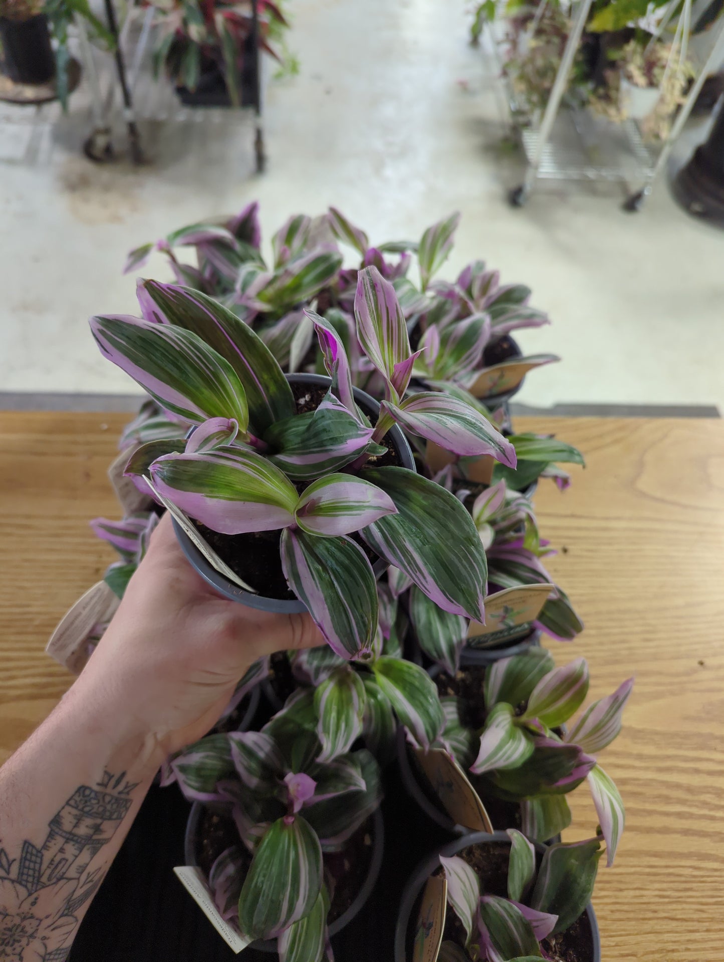 Tradescantia Nanouk 4 Inch