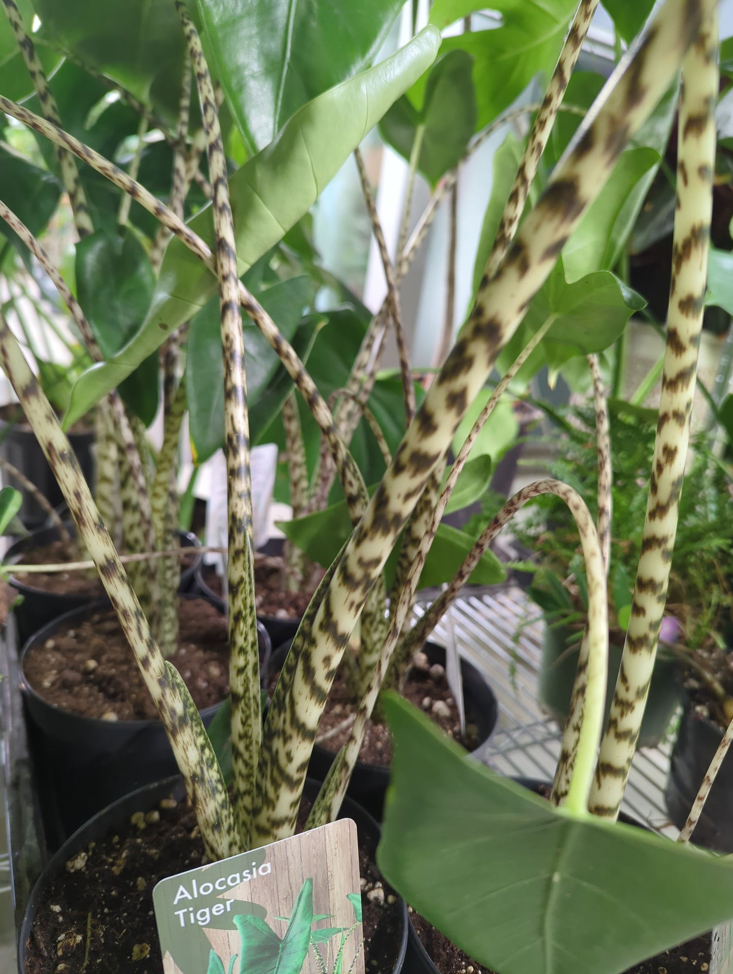 Tiger Elephant Ear - Zebra Plant- Alocasia Zebrina