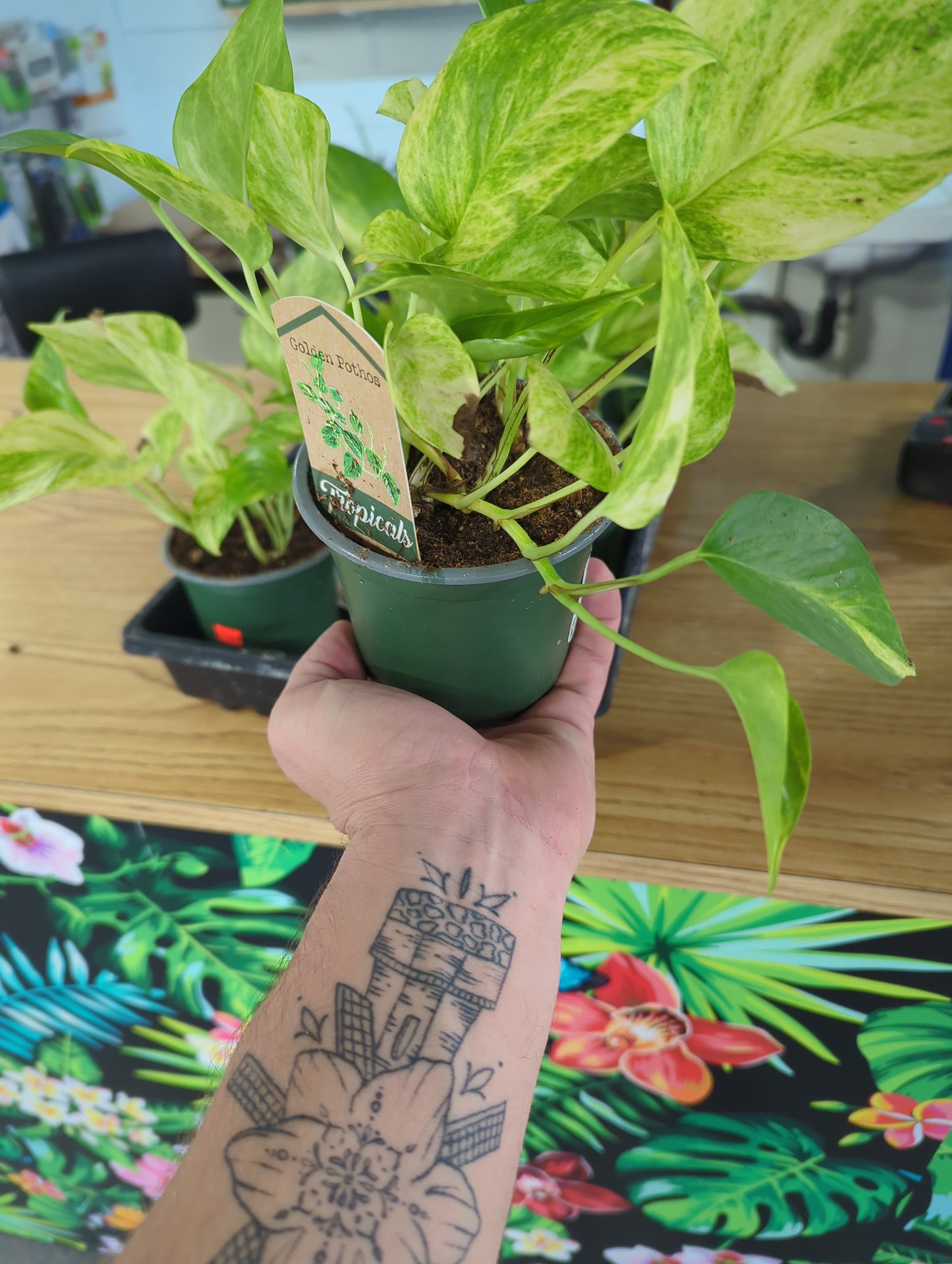 Golden Pothos 4 inch
