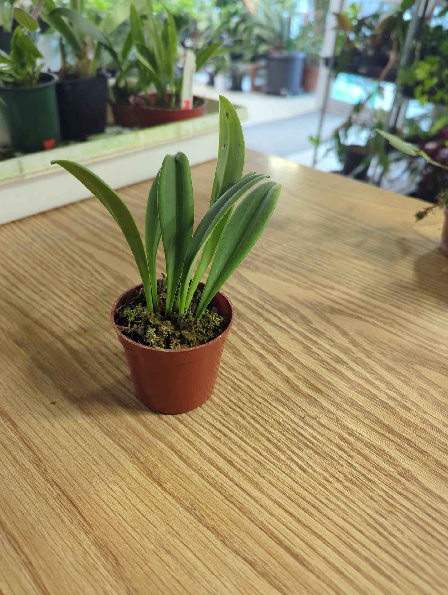 Masdevallia Machu Picchu