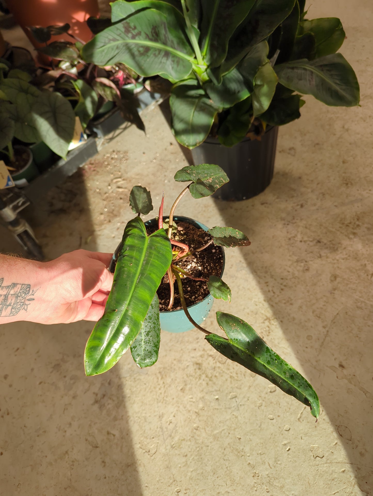 Philodendron Billietae Black Form